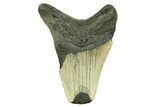 Bargain, Fossil Megalodon Tooth - Serrated Blade #294498-1